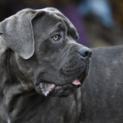 Quanto Custa um Cane Corso de Qualidade?