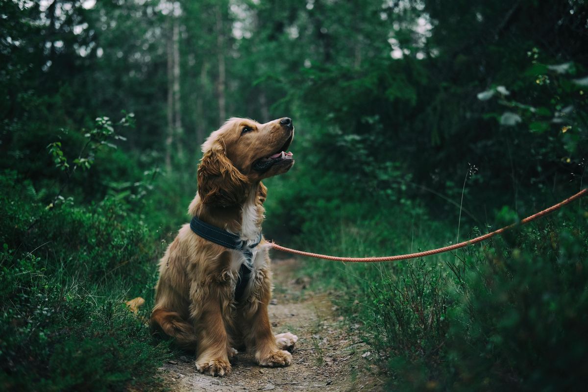 coleira de cachorro