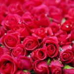 O que significa sonhar com rosas vermelhas