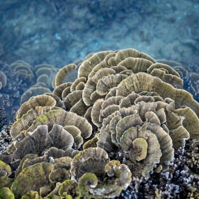 Para descobrir as melhores piscinas naturais da Costa dos Corais, foque em destinos como Maragogi (Galés e Taocas), Japaratin