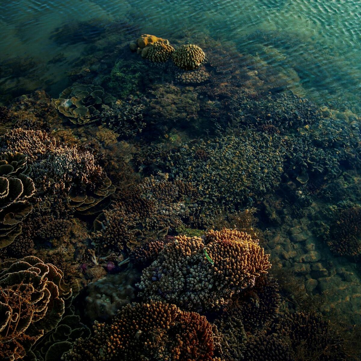 Para snorkeling e ver peixes no raso, os equipamentos básicos essenciais incluem máscara de mergulho, snorkel e nadadeiras. É