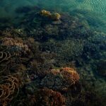 Para snorkeling e ver peixes no raso, os equipamentos básicos essenciais incluem máscara de mergulho, snorkel e nadadeiras. É