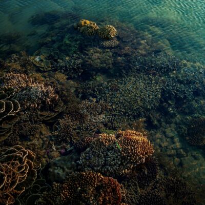 Para snorkeling e ver peixes no raso, os equipamentos básicos essenciais incluem máscara de mergulho, snorkel e nadadeiras. É