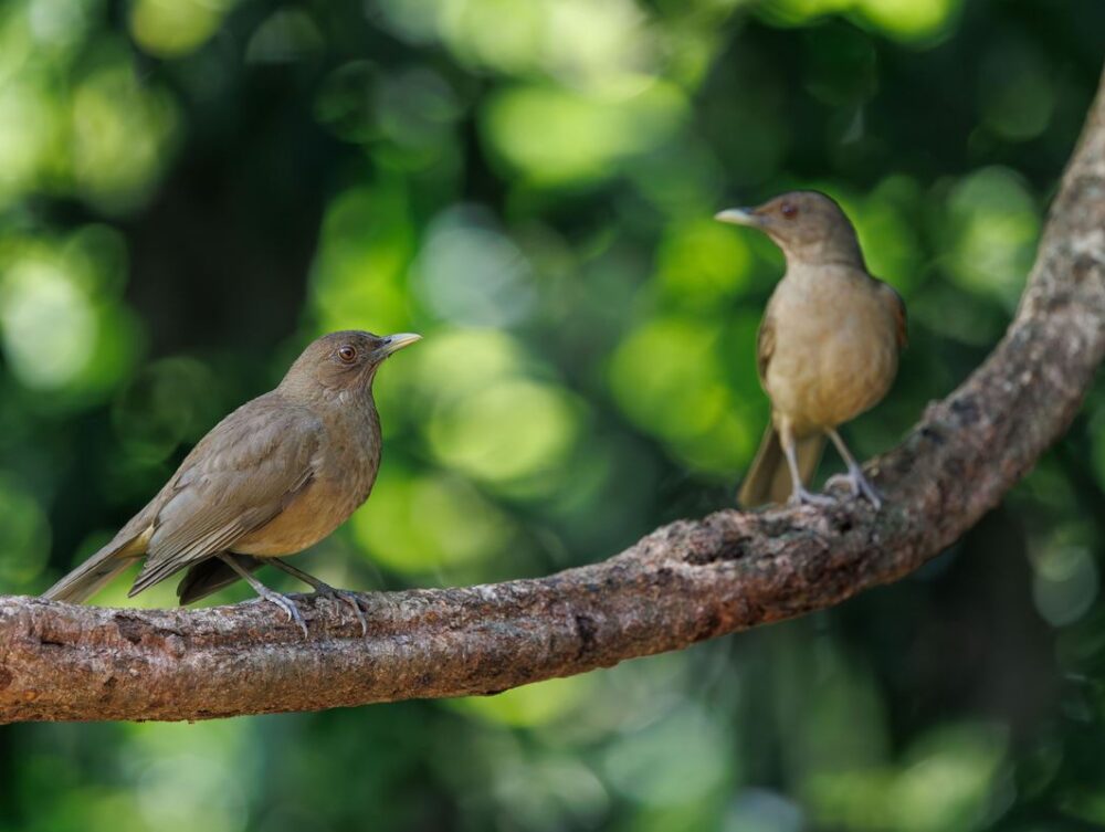 A Importância das Aves para o Meio Ambiente