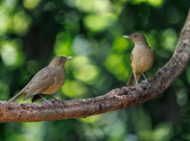 A Importância das Aves para o Meio Ambiente