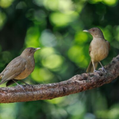 A Importância das Aves para o Meio Ambiente