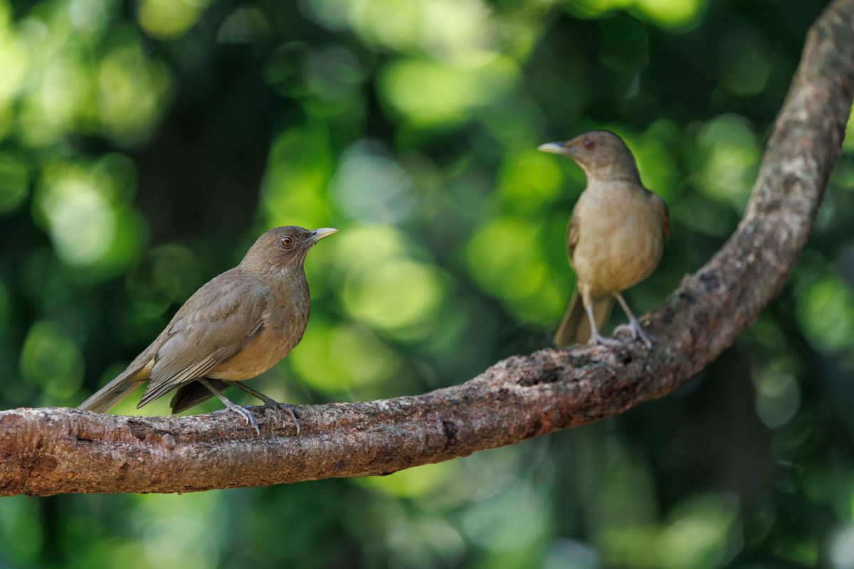 A Importância das Aves para o Meio Ambiente
